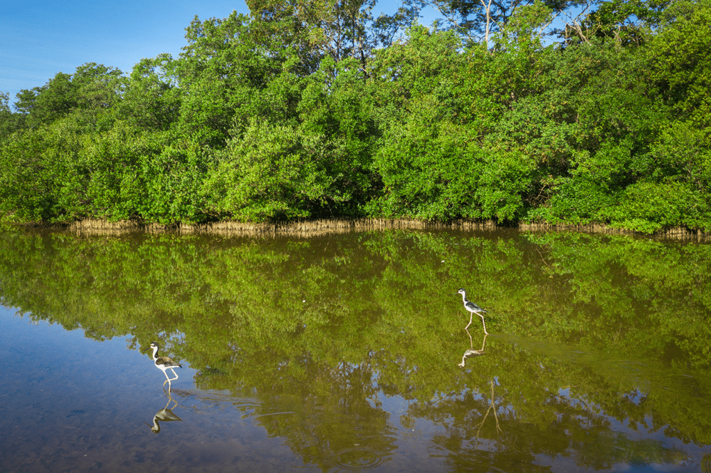tiger heron in mangrove